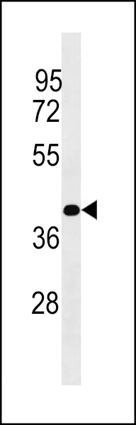 PLCXD1 Antibody (Center) (Cat. #AP18384c) western blot analysis in Jurkat cell line lysates (35ug/lane).This demonstrates the PLCXD1 Antibody detected the PLCXD1 protein (arrow).