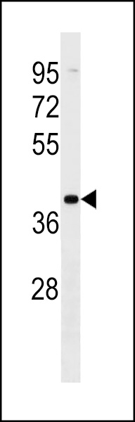 VN1R2 Antibody (N-term) (Cat. #AP18371a) western blot analysis in MDA-MB453 cell line lysates (35ug/lane).This demonstrates the VN1R2 Antibody detected the VN1R2 protein (arrow).