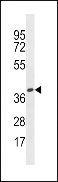 OR4X1 Antibody (N-term) (Cat. #AP18576a) western blot analysis in HepG2 cell line lysates (35ug/lane).This demonstrates the OR4X1 antibody detected the OR4X1 protein (arrow).