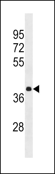 HNRNPA3 Antibody (N-term) (Cat. #AP18570a) western blot analysis in Hela cell line lysates (35ug/lane).This demonstrates the HNRNPA3 antibody detected the HNRNPA3 protein (arrow).