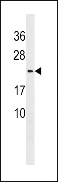 LYZL1 Antibody (C-term) (Cat. #AP18526b) western blot analysis in 293 cell line lysates (35ug/lane).This demonstrates the LYZL1 antibody detected the LYZL1 protein (arrow).