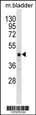RBM41 Antibody (C-term) (Cat. #AP18492b) western blot analysis in mouse bladder tissue lysates (35ug/lane).This demonstrates the RBM41 antibody detected the RBM41 protein (arrow).