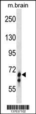 GLB1L Antibody (N-term) (Cat. #AP18487a) western blot analysis in mouse brain tissue lysates (35ug/lane).This demonstrates the GLB1L antibody detected the GLB1L protein (arrow).