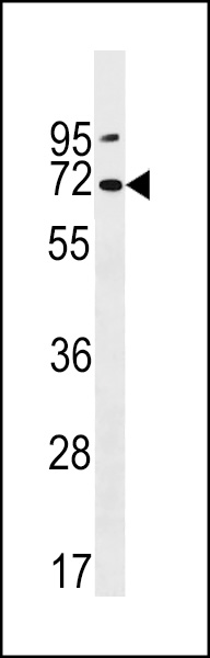 PKD2L2 Antibody (Center) (Cat. #AP18670c) western blot analysis in NCI-H460 cell line lysates (35ug/lane).This demonstrates the PKD2L2 antibody detected the PKD2L2 protein (arrow).