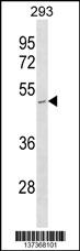 STOML1 Antibody (N-term) (Cat. #AP18651a) western blot analysis in 293 cell line lysates (35ug/lane).This demonstrates the STOML1 antibody detected the STOML1 protein (arrow).