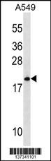 MRPL40 Antibody (C-term) (Cat. #AP18646b) western blot analysis in A549 cell line lysates (35ug/lane).This demonstrates the MRPL40 antibody detected the MRPL40 protein (arrow).