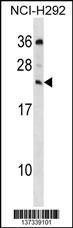 MED19 Antibody (C-term) (Cat. #AP18645b) western blot analysis in NCI-H292 cell line lysates (35ug/lane).This demonstrates the MED19 antibody detected the MED19 protein (arrow).