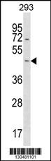 STARD7 Antibody (N-term) (Cat. #AP18631a) western blot analysis in 293 cell line lysates (35ug/lane).This demonstrates the STARD7 antibody detected the STARD7 protein (arrow).