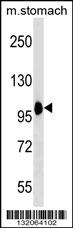 COPB2 Antibody (C-term) (Cat. #AP18930b) western blot analysis in mouse stomach tissue lysates (35ug/lane).This demonstrates the COPB2 antibody detected the COPB2 protein (arrow).