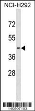 S1PR2 Antibody (C-term)(Cat. #AP18911b) western blot analysis in NCI-H292 cell line lysates (35ug/lane).This demonstrates the S1PR2 antibody detected the S1PR2 protein (arrow).