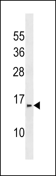 PRR24 Antibody (C-term)(Cat. #AP18865b) western blot analysis in MDA-MB453 cell line lysates (35ug/lane).This demonstrates the PRR24 antibody detected the PRR24 protein (arrow).