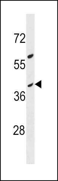 OR10G8 Antibody (C-term)(Cat. #AP18821b) western blot analysis in MDA-MB453 cell line lysates (35ug/lane).This demonstrates the OR10G8 antibody detected the OR10G8 protein (arrow).