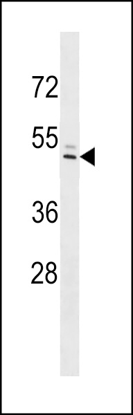 IFI44L Antibody (C-term)(Cat. #AP18801b) western blot analysis in NCI-H292 cell line lysates (35ug/lane).This demonstrates the IFI44L antibody detected the IFI44L protein (arrow).
