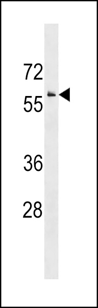 IRG1 Antibody (Center)(Cat. #AP18784c) western blot analysis in HepG2 cell line lysates (35ug/lane).This demonstrates the IRG1 antibody detected the IRG1 protein (arrow).