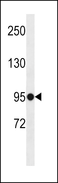 ELFN1 Antibody (C-term)(Cat. #AP18783b) western blot analysis in K562 cell line lysates (35ug/lane).This demonstrates the ELFN1 antibody detected the ELFN1 protein (arrow).