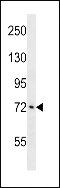 ATXN1L Antibody (Center)(Cat. #AP18768c) western blot analysis in A549 cell line lysates (35ug/lane).This demonstrates the ATXN1L antibody detected the ATXN1L protein (arrow).