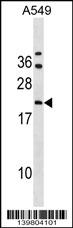 GRPEL2 Antibody (N-term) (Cat. #AP19185a) western blot analysis in A549 cell line lysates (35ug/lane).This demonstrates the GRPEL2 antibody detected the GRPEL2 protein (arrow).