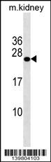 GRPEL2 Antibody (N-term) (Cat. #AP19185a) western blot analysis in mouse kidney tissue lysates (35ug/lane).This demonstrates the GRPEL2 antibody detected the GRPEL2 protein (arrow).