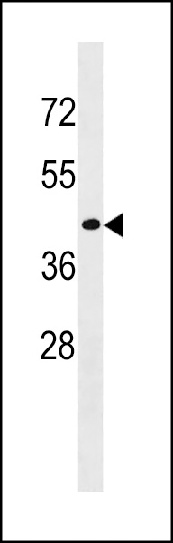 CD200R1L Antibody (N-term) (Cat. #AP19174a) western blot analysis in MDA-MB453 cell line lysates (35ug/lane).This demonstrates the CD200R1L antibody detected the CD200R1L protein (arrow).
