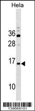 RPP14 Antibody (C-term) (Cat. #AP19036b) western blot analysis in Hela cell line lysates (35ug/lane).This demonstrates the RPP14 antibody detected the RPP14 protein (arrow).