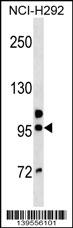 GOLGA6B Antibody (Center) (Cat. #AP19019c) western blot analysis in NCI-H292 cell line lysates (35ug/lane).This demonstrates the GOLGA6B antibody detected the GOLGA6B protein (arrow).