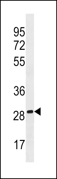 PEBP4 Antibody (Center)(Cat. #AP19359c) western blot analysis in A549 cell line lysates (35ug/lane).This demonstrates the PEBP4 antibody detected the PEBP4 protein (arrow).