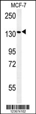 PEX1 Antibody (Center) (Cat. #AP10181c) western blot analysis in MCF-7 cell line lysates (35ug/lane).This demonstrates the PEX1 antibody detected the PEX1 protein (arrow).