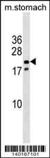 Mouse Nkx3-1 Antibody (Center)(Cat. #AP19312c) western blot analysis in mouse stomach tissue lysates (35ug/lane).This demonstrates the Nkx3-1 antibody detected the Nkx3-1 protein (arrow).