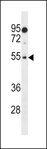 PRAMEF18 Antibody (Center) (Cat. #AP19242c) western blot analysis in HepG2 cell line lysates (35ug/lane).This demonstrates the PRAMEF18 antibody detected the PRAMEF18 protein (arrow).