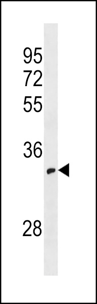 OR52I1 Antibody (C-term) (Cat. #AP19233b) western blot analysis in 293 cell line lysates (35ug/lane).This demonstrates the OR52I1 antibody detected the OR52I1 protein (arrow).