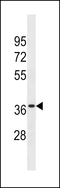 OR6K3 Antibody (N-term) (Cat. #AP19687a) western blot analysis in WiDr cell line lysates (35ug/lane).This demonstrates the OR6K3 antibody detected the OR6K3 protein (arrow).