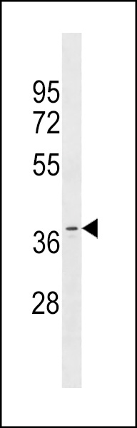 OR11A1 Antibody (C-term) (Cat. #AP19674b) western blot analysis in MDA-MB453 cell line lysates (35ug/lane).This demonstrates the OR11A1 antibody detected the OR11A1 protein (arrow).
