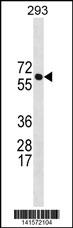 BRAP Antibody (N-term) (Cat. #AP19664a) western blot analysis in 293 cell line lysates (35ug/lane).This demonstrates the BRAP antibody detected the BRAP protein (arrow).