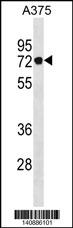 PODN Antibody (C-term) (Cat. #AP19650b) western blot analysis in A375 cell line lysates (35ug/lane).This demonstrates the PODN antibody detected the PODN protein (arrow).