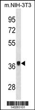 Mouse Fgf8 Antibody (N-term) (Cat. #AP19631a) western blot analysis in mouse NIH-3T3 cell line lysates (35ug/lane).This demonstrates the Mouse Fgf8 antibody detected the Mouse Fgf8 protein (arrow).