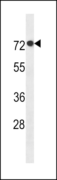 AGAP11 Antibody (N-term) (Cat. #AP19627a) western blot analysis in MCF-7 cell line lysates (35ug/lane).This demonstrates the AGAP11 antibody detected the AGAP11 protein (arrow).