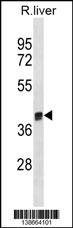 Rat Arg1 Antibody (C-term) (Cat. #AP19587b) western blot analysis in rat liver tissue lysates (35ug/lane).This demonstrates the Rat Arg1 antibody detected the Rat Arg1 protein (arrow).