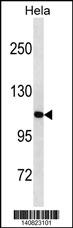 LONP1 Antibody (Center) (Cat. #AP19551c) western blot analysis in Hela cell line lysates (35ug/lane).This demonstrates the LONP1 antibody detected the LONP1 protein (arrow).