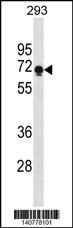 PRR14 Antibody (C-term) (Cat. #AP19549b) western blot analysis in 293 cell line lysates (35ug/lane).This demonstrates the PRR14 antibody detected the PRR14 protein (arrow).