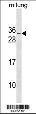 RBM7 Antibody (C-term) (Cat. #AP19532b) western blot analysis in mouse lung tissue lysates (35ug/lane).This demonstrates the RBM7 antibody detected the RBM7 protein (arrow).