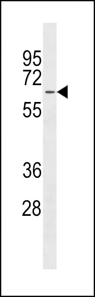MFSD4 Antibody (Center) (Cat. #AP19512c) western blot analysis in HepG2 cell line lysates (35ug/lane).This demonstrates the MFSD4 antibody detected the MFSD4 protein (arrow).