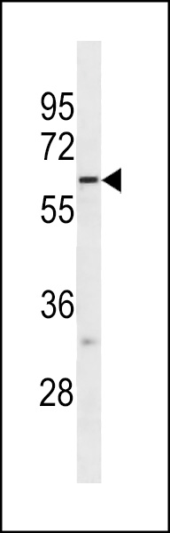FUT10 Antibody (N-term) (Cat. #AP19483a) western blot analysis in NCI-H292 cell line lysates (35ug/lane).This demonstrates the FUT10 antibody detected the FUT10 protein (arrow).