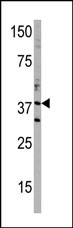 Western blot analysis of anti-DIMT1 Pab (Cat. #AP1945b) in T47D cell line lysate (35ug/lane). DIMT1(arrow) was detected using the purified Pab.
