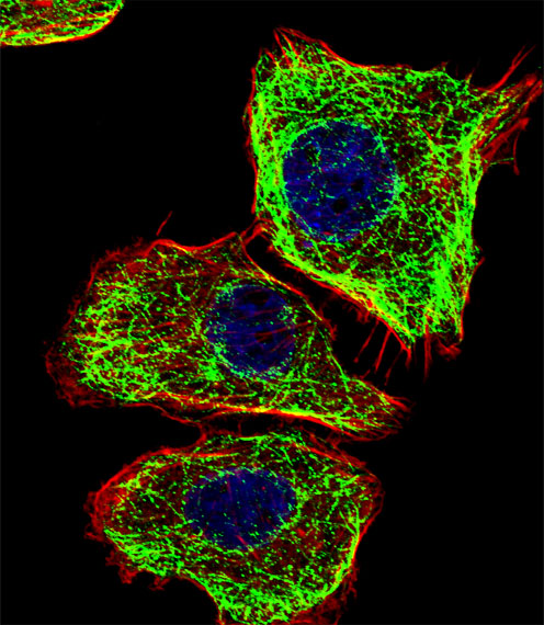 Fluorescent confocal image of U251 cell stained with DMRTA2 Antibody (C-term)(Cat#AP19969b).U251 cells were fixed with 4% PFA (20 min), permeabilized with Triton X-100 (0.1%, 10 min), then incubated with DMRTA2 primary antibody (1:25, 1 h at 37℃). For secondary antibody, Alexa Fluor® 488 conjugated donkey anti-rabbit antibody (green) was used (1:400, 50 min at 37℃).Cytoplasmic actin was counterstained with Alexa Fluor® 555 (red) conjugated Phalloidin (7units/ml, 1 h at 37℃). Nuclei were counterstained with DAPI (blue) (10 µg/ml, 10 min). DMRTA2 immunoreactivity is localized to Microtubules significantly.