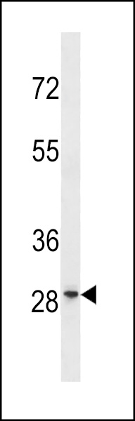 GRRP1 Antibody (C-term) (Cat. #AP19878b) western blot analysis in HL-60 cell line lysates (35ug/lane).This demonstrates the GRRP1 antibody detected the GRRP1 protein (arrow).