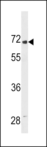 LINGO2 Antibody (Center) (Cat. #AP19870c) western blot analysis in 293 cell line lysates (35ug/lane).This demonstrates the LINGO2 antibody detected the LINGO2 protein (arrow).