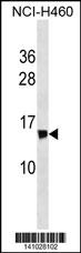 NDUFS6 Antibody (Center) (Cat. #AP19818c) western blot analysis in NCI-H460 cell line lysates (35ug/lane).This demonstrates the NDUFS6 antibody detected the NDUFS6 protein (arrow).