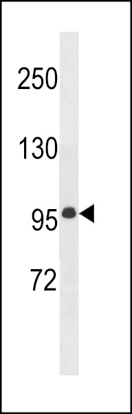 MEG11 Antibody (N-term) (Cat. #AP20250a) western blot analysis in mouse bladder tissue lysates (35ug/lane).This demonstrates the MEG11 antibody detected the MEG11 protein (arrow).