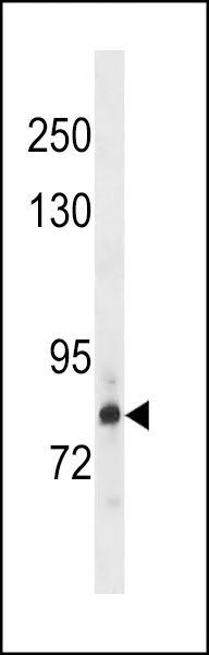HDGR2 Antibody (N-term) (Cat. #AP20245a) western blot analysis in HepG2 cell line lysates (35ug/lane).This demonstrates the HDGR2 antibody detected the HDGR2 protein (arrow).