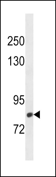 CMIP Antibody (C-term) (Cat. #AP20244b) western blot analysis in HepG2 cell line lysates (35ug/lane).This demonstrates the CMIP antibody detected the CMIP protein (arrow).